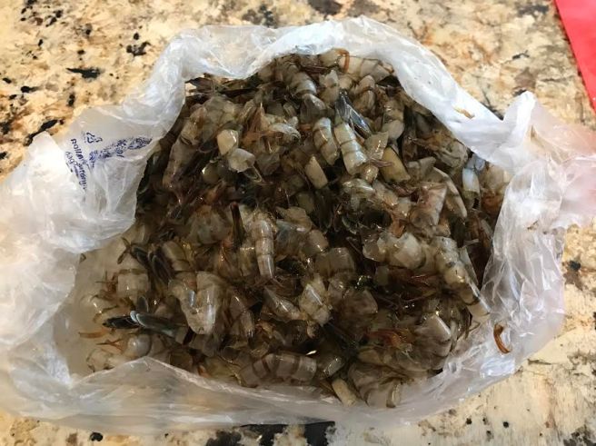 shrimp-shells